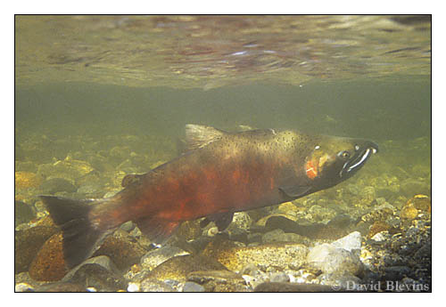 Photo of Oncorhynchus kisutch by <a href="http://www.blevinsphoto.com/contact.htm">David Blevins</a>